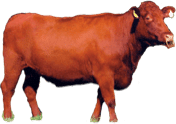 Brown-Haired Japanese Cattle