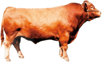 Polled Japanese Cattle